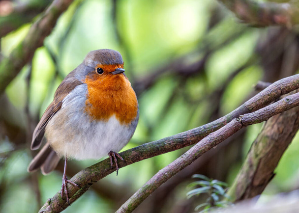 Dublin, İrlanda 'dan canlı bir Robin Red Breast (Erithacus rubecula). Ayırt edici kırmızı-turuncu göğsüyle tanınan bu büyüleyici kuş, İrlanda bahçelerinde ve ormanlık alanlarda yaygın olarak görülür.. - Fotoğraf, Görsel