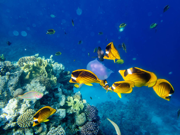 紅海のサンゴ礁におけるチェトドン高速化 - 写真・画像