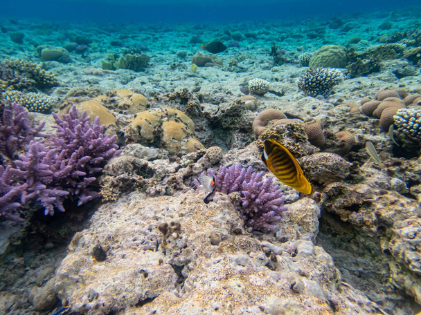 Chaetodon fasciatus Kızıl Deniz 'deki mercan resifinde. - Fotoğraf, Görsel