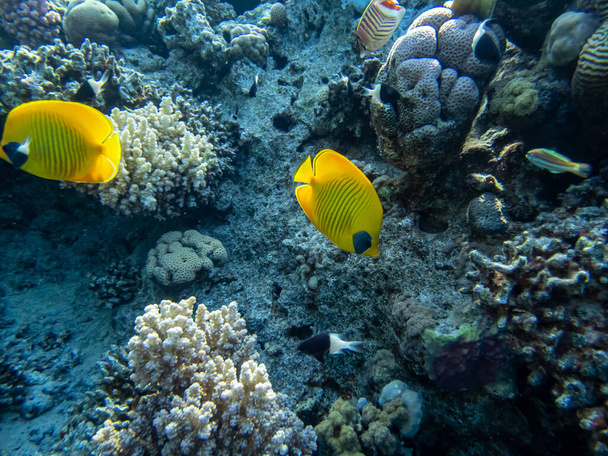 Chaetodon fasciatus v korálovém útesu v Rudém moři - Fotografie, Obrázek