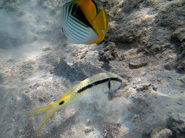 Chaetodon fasciatus in a coral reef in the Red Sea - Photo, Image