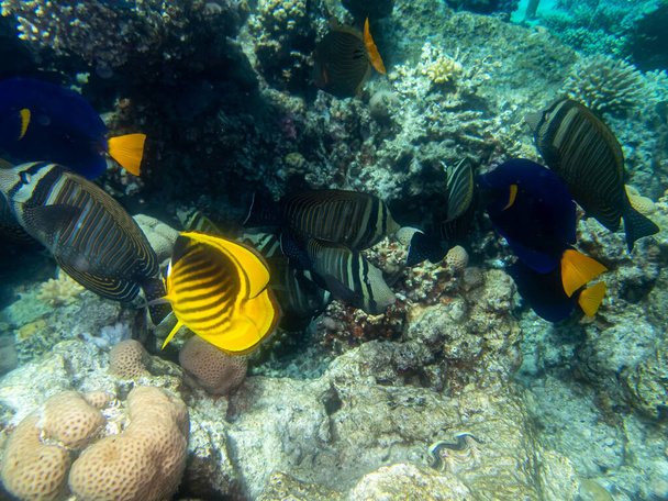 Chaetodon fasciatus Kızıl Deniz 'deki mercan resifinde. - Fotoğraf, Görsel