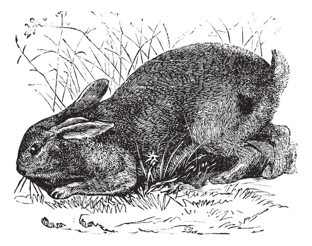Lapin commun (Lepus cuniculus) ou lapin européen engra vintage
 - Vecteur, image