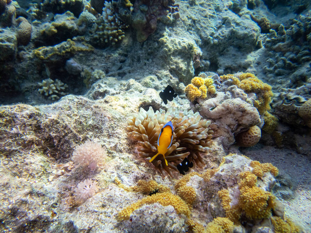 紅海のサンゴ礁でピエロの魚 - 写真・画像