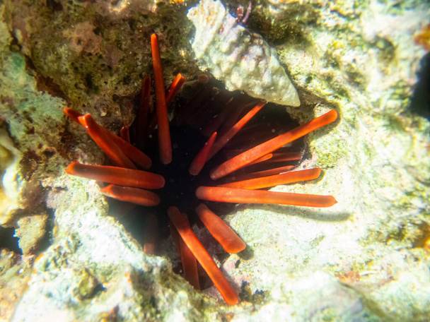 erizo de mar en un arrecife de coral en el Mar Rojo - Foto, imagen