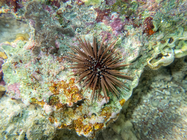 Tengeri sün egy korallzátonyon a Vörös-tengeren - Fotó, kép