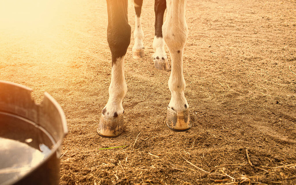 Detail von Pferdehufen auf schmutzigem Boden. Hochwertiges Foto - Foto, Bild