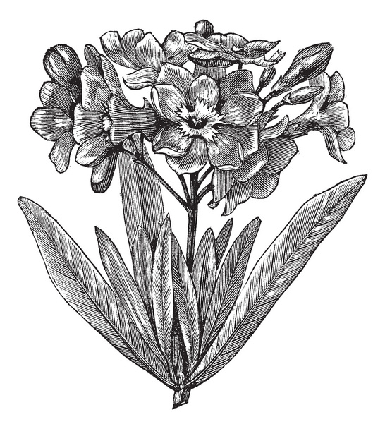 χάραξη κοινή πικροδάφνη (nerium oleander), vintage - Διάνυσμα, εικόνα