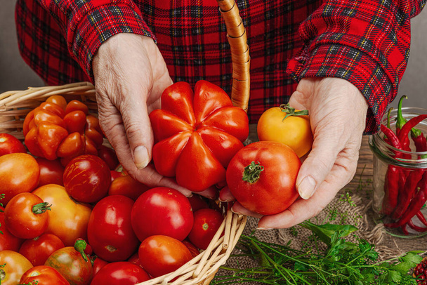 Koncepcja warzyw zachowanych w sezonie. Zbiory pomidorów, chili, zieleni, cebuli i czosnku. Dłonie kobiety przygotowują składniki do konserw, proces gotowania. Zdrowe przepisy kulinarne, kuchnia domowa, zbliżenie - Zdjęcie, obraz