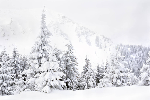 Winter landscape of mountains with snowy spruces in fir forest in mountains - Photo, Image