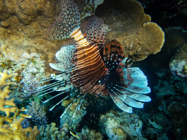 Lionfish in a coral reef in the Red Sea - Photo, Image