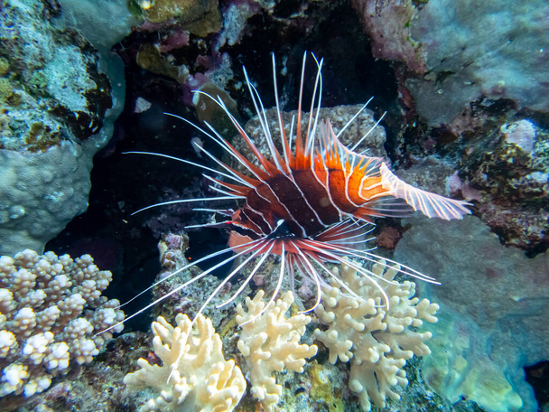 Lionfish σε ένα κοραλλιογενή ύφαλο στην Ερυθρά Θάλασσα - Φωτογραφία, εικόνα