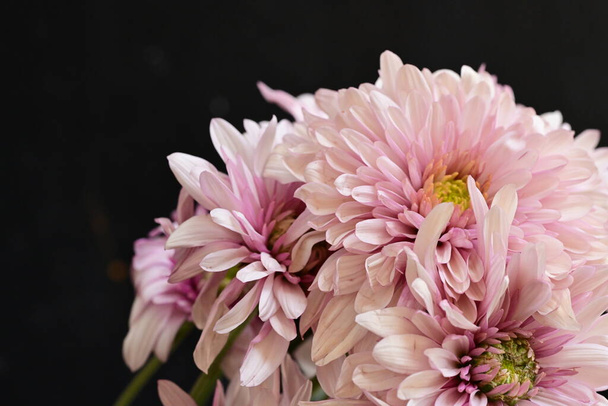 Nahaufnahme schöner heller Chrysanthemen auf dunklem Hintergrund - Foto, Bild