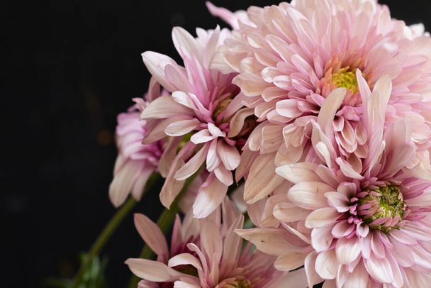 close up of beautiful bright chrysanthemums on dark background - Photo, Image