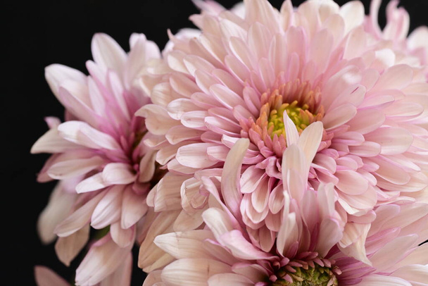 primer plano de hermosos crisantemos brillantes sobre fondo oscuro - Foto, Imagen