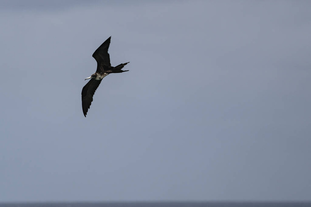 Mavi bir arka planda uçan fregat kuşu - Fotoğraf, Görsel