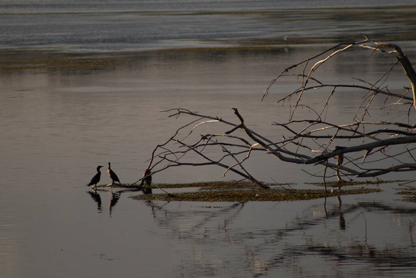 Sérénade du crépuscule : Winnebago Lake, Wisconsin, USA - Photo, image