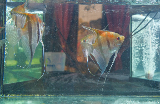 fish scalare in freshwater aquarium Pterophyllum scalare. High quality photo - Photo, Image