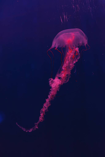 underwater photography of beautiful jellyfish Sanderia malayensis close up - Photo, Image