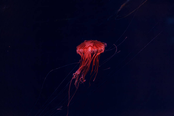 víz alatti fotózás gyönyörű medúza japán tengeri csalán chrysaora pacifica közelről - Fotó, kép