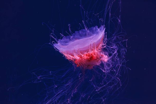 underwater photography of a beautiful lion's mane jellyfish cyanea capillata close up - Photo, Image