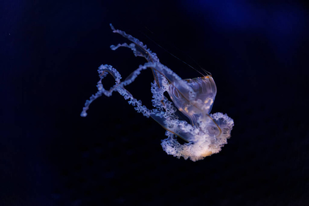 fotografía submarina de hermosas medusas mediterráneas cotylorhiza tuberculata de cerca - Foto, Imagen