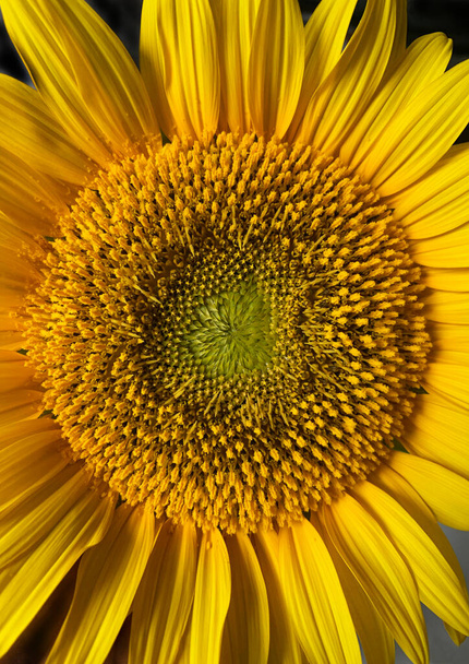 Detailní záběr rozkvetlého slunečnice. Kvetoucí květina, jednoduchá úroda. Rozumím. ... kvetoucí slunečnice. Kvetoucí květina, jednoduchá úroda. Kopírovat prostor.  - Fotografie, Obrázek