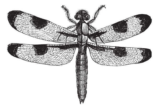 ビンテージのトンボ 3 スポット (libellula trimaculata) 彫刻 - ベクター画像