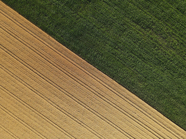 Yazın ekin tarlaları ve mısır tarlaları.  - Fotoğraf, Görsel