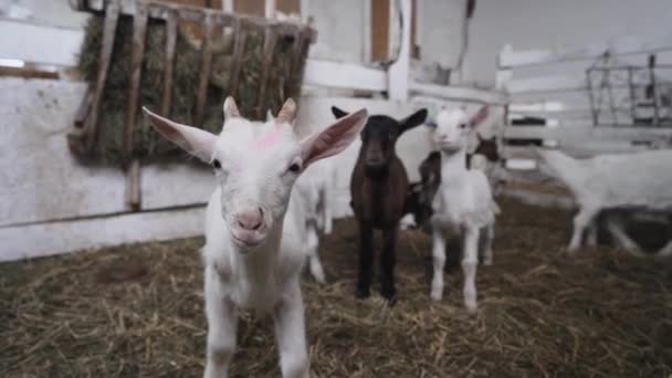 Aranyos kis kecskék esznek az istállóban. Mezőgazdaság és ökológia. Kecsketartó gazdaság. - Felvétel, videó