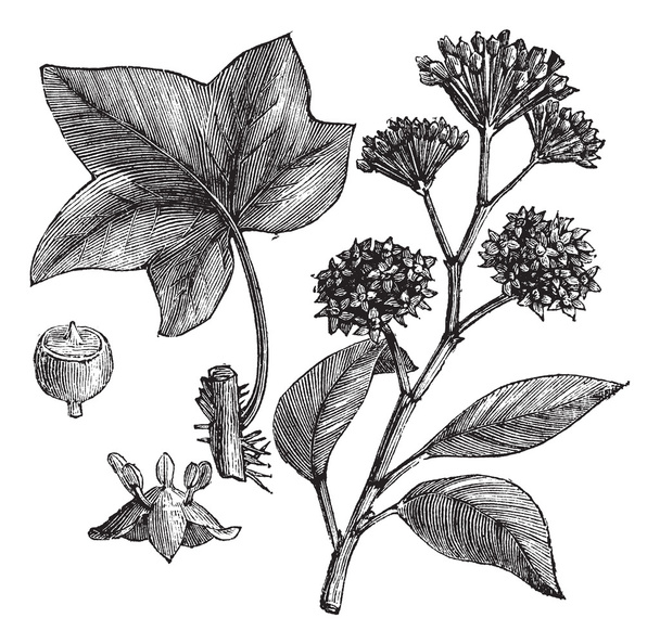 İngilizce Ivy (Hedera helix) veya ortak Ivy vintage oyma - Vektör, Görsel