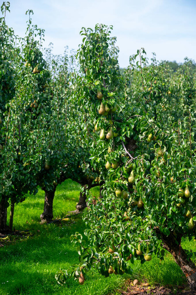 Zielone sady organiczne z rzędami gruszek konferencyjnych z dojrzałymi owocami w Betuwe, Gelderland, Holandia, gotowe do zbioru we wrześniu - Zdjęcie, obraz