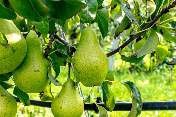 Zielone sady organiczne z rzędami gruszek Concorde z dojrzałymi owocami w Betuwe, Gelderland, Holandia, gotowe do zbioru we wrześniu - Zdjęcie, obraz