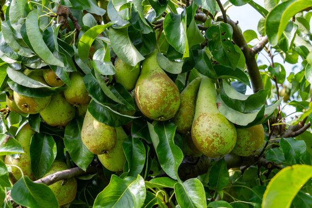 Zielone sady organiczne z rzędami gruszek konferencyjnych z dojrzałymi owocami w Betuwe, Gelderland, Holandia, gotowe do zbioru we wrześniu - Zdjęcie, obraz