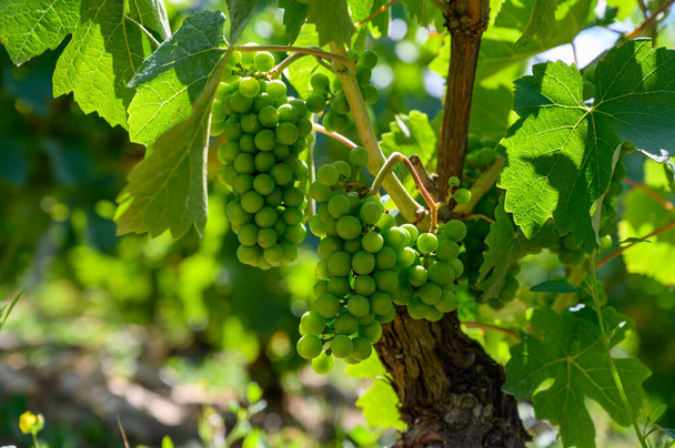 Zielone winogrona na winnicach szampana w Cote des Bar, Aube, na południe od Champange, Francja - Zdjęcie, obraz