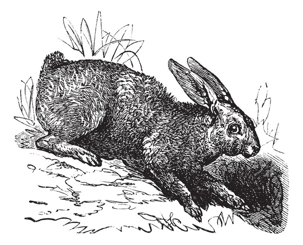 北うさぎ (うさぎ座 americanus) またはカンジキウサギ ヴィンテージ engrav - ベクター画像