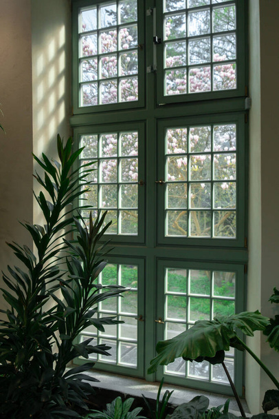 Lähellä palmunlehtiä vanhan ikkunan vieressä. Abstrakti minimaalinen sisustus tausta sisustus malli mockup. Ekologisen eksoottisen kasvin käsite. Lämmin ruskea auringonvalo varjot läpi vihreä ikkuna. Estetiikka - Valokuva, kuva