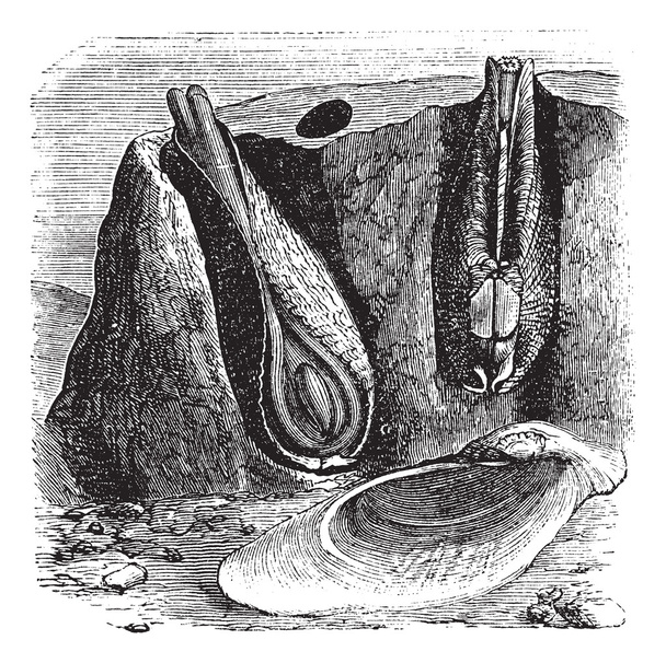 gemeenschappelijk piddock of pholas dactylus vintage gravure - Vector, afbeelding
