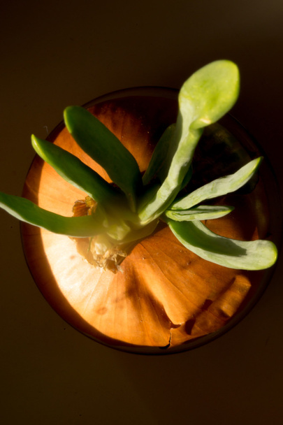 ένα κρεμμύδι μεγαλώνει από σκιές - Φωτογραφία, εικόνα