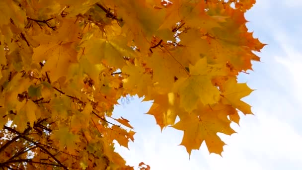 Жовте кленове листя ширяє на вітрі проти блакитного неба. Осінній пейзаж - Кадри, відео