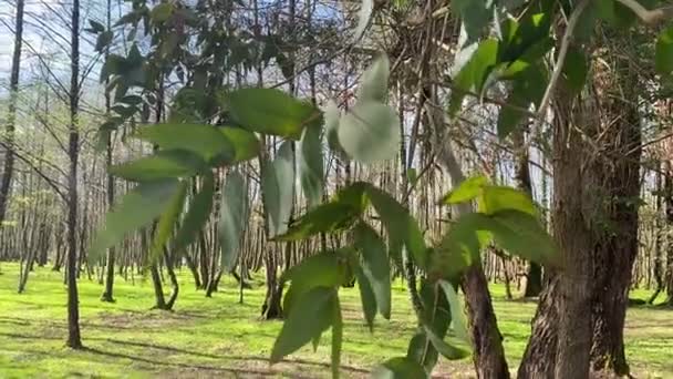 Landschaft mit einem grünen Eukalyptusbaum, der in Sonnenlicht getaucht ist. Vorfrühling im Park. Batumi, Georgien. - Filmmaterial, Video