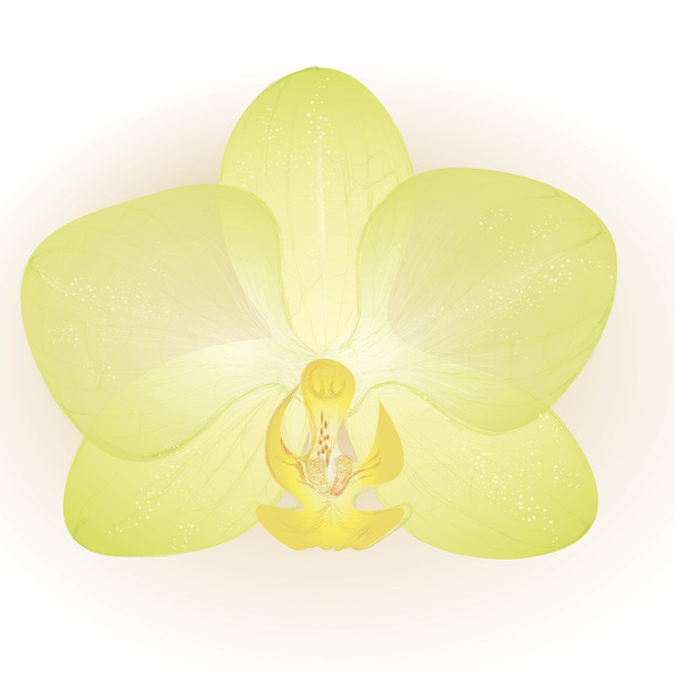 Orchid flower - Vektor, kép