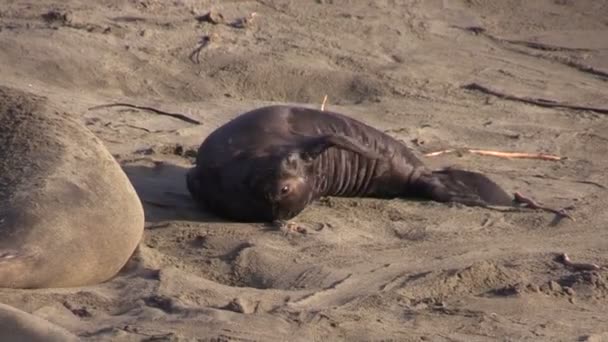 Słonie foki na plaży - Materiał filmowy, wideo