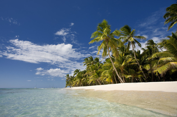Dominikana, plaża na wyspie Saona - Zdjęcie, obraz