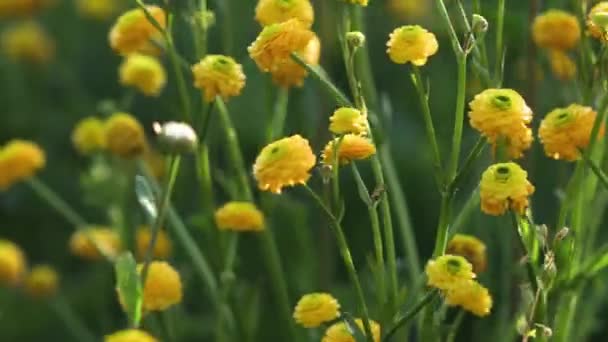 Όμορφα κίτρινα λουλούδια λικνίζονται στον άνεμο. Τα πράσινα φύλλα στο βάθος. Οι ακτίνες του ήλιου φωτίζουν όμορφα τα λουλούδια και το γρασίδι. - Πλάνα, βίντεο