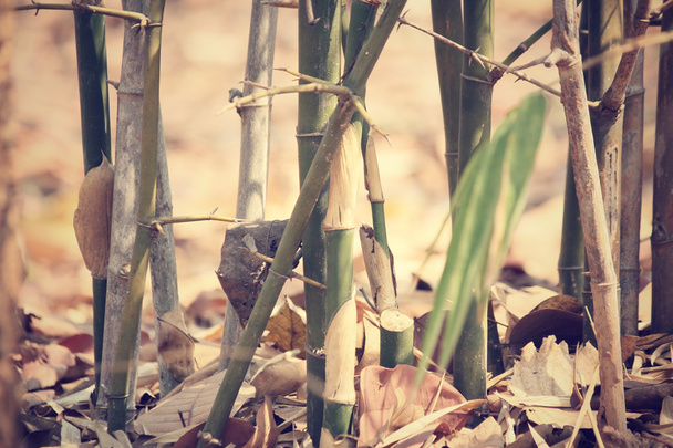 Bamboo  - Photo, Image
