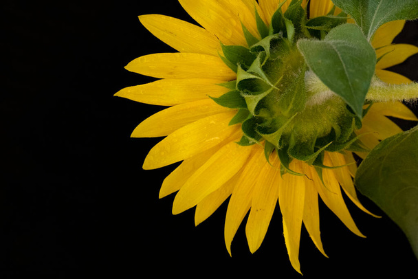 close - up of a sunflower with black background - Photo, Image