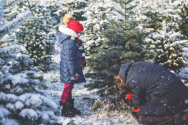 Happy little girl and dad felling Christmas tree. Preschool child with father, young man on fir cutting plantation. Family choose, cut and fell own xmas tree in forest. Germany tradition. - Photo, Image