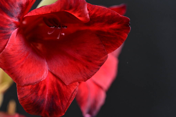 Close-up beeld van de prachtige bloei rode bloemen - Foto, afbeelding