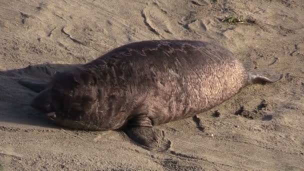 Sloní tuleni na pláži - Záběry, video